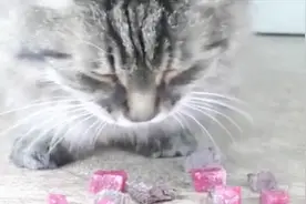 实验向你证明，猫咪到底喜欢吃生肉还是熟肉，你家猫主子是这样吗视频封面