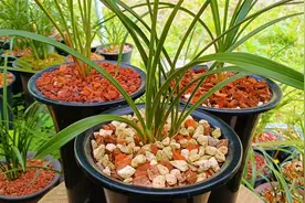 又到兰花新芽生长旺季，你家兰花长新芽了吗？接下去该如何养护？视频封面