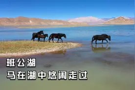 4200米海拔的班公湖，马在湖中走过，这场景太美啦视频封面