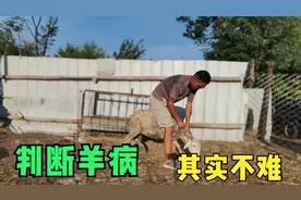 15种常见羊病症状，根据症状判断羊病，新手养羊不求人，建议收藏视频封面