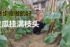 黄瓜高产有技巧，这几步骤做的好，挂满枝头长的大又直视频封面