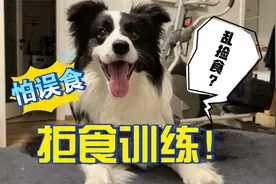 【训犬系列】狗狗拒食训练很重要！外出捡食乱吃、怕误食怎么办？视频封面
