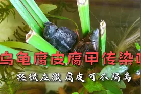 乌龟腐皮腐甲会传染吗？需要隔离吗？轻微应激性腐皮可不隔离治疗视频封面