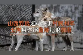 山西野狼袭击村民，一夜咬死30多头羊，最后被土狗“驯服”视频封面