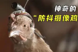 无论怎么摇晃鸡的身体，鸡头都纹丝不动？鸡头防抖是怎么做到的？视频封面