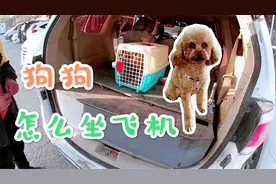 宠物狗怎么坐飞机？揭秘新疆旅行宠物托运全过程，800块钱托回家视频封面