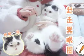 加菲猫有泪痕太丑？看铲屎官的“祖传”大法，1分钟消灭黑眼圈！视频封面
