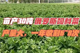 俄罗斯饲料菜亩产30吨，营养好，猪、家禽爱吃，30天就得割一次视频封面