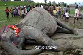 为什么大象死后不能碰？非洲小伙非要碰，结果后悔已经迟了视频封面