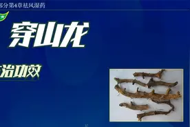 中药-穿山龙的主治功效视频封面