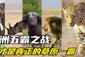 非洲五霸之间的争斗，大象救水牛，不敢惹小牛，小象将牛群逼退！视频封面