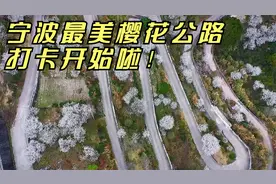 宁波最美樱花公路打卡开始啦！视频封面