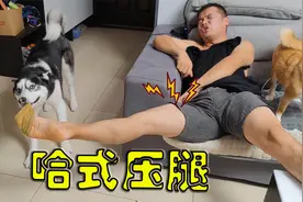 二哈帮男主压腿，男主疼得鬼哭狼嚎，腿差点被这傻狗掰断，笑翻了视频封面