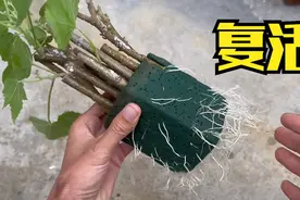 一块海绵，让10根树枝复活，放花盆，开花太美了视频封面