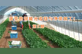 日本智慧农业，菠菜的智能化收获与净菜加工！视频封面