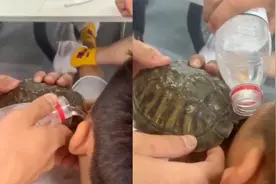 浙江一男子把玩乌龟，不料乌龟死咬脸颊肉头缩壳内，同事纷纷献策视频封面