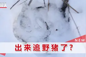 男子雪地里发现奇怪脚印，疑似野生东北虎，脚指甲都印得清清楚楚视频封面