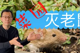 如何消灭菜园里的老鼠，从设置到处理，整个过程都不需要接触老鼠视频封面
