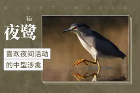 夜鹭——喜欢夜间活动的中型涉禽视频封面