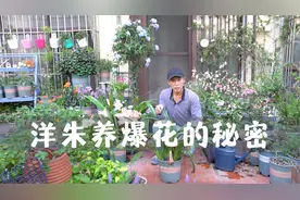 洋朱翻盆不分球，球根越养越大，轻松养出超级爆花视频封面