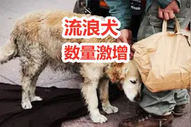 流浪狗数量激增，很多狗主人纷纷抛弃爱犬，原因令人无奈视频封面
