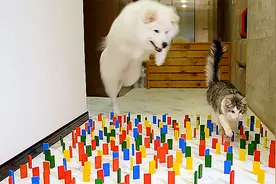 猫与狗的障碍挑战，两者有什么区别？猫：展示一下啥叫猫步吧！视频封面