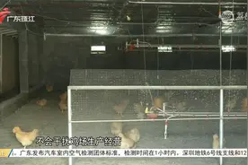 追踪：养鸡场被挖道路已修复 涉事双方和解视频封面