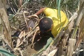 洪水过后玉米地里好多鱼，大叔徒手就能抓到鱼，要用塑料袋装回去视频封面