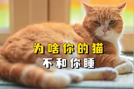 猫咪不喜欢跟你睡，通常是这三个原因！视频封面