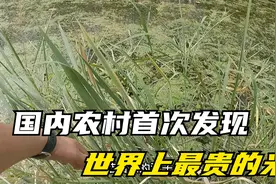国内发现世界上最贵的米，徐州小伙在微山湖采集很多，你吃过吗视频封面