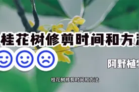 桂花树修剪时间和方法，一共分为3个修剪季度，修剪内容都各不同视频封面