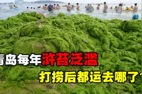 青岛再遭浒苔侵袭，它究竟是从哪来的？打捞上岸后运去了哪？