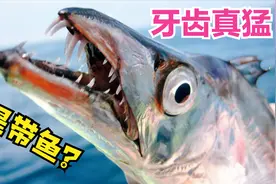 带鱼很少见到活的，它也属于凶猛鱼类，主食竟是乌贼视频封面