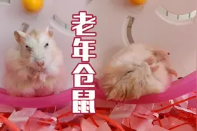 仓鼠老了，走路踉跄，睡觉翻不过来身子，还不配合主人合影视频封面