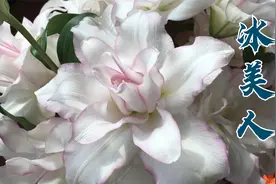 网购鲜花｜治愈生活｜冰美人｜重瓣百合视频封面