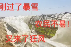 山东8级狂风把蔬菜大棚吹垮，刚走了暴雪又来了狂风，农民不易视频封面