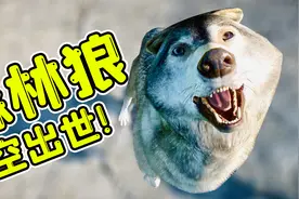 动物园之星12：森林狼横空出世，观众数量增加2000人，赚翻了！视频封面