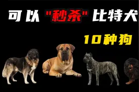10种可以“完爆”比特犬的猛犬，你真以为藏獒干不过比特？视频封面