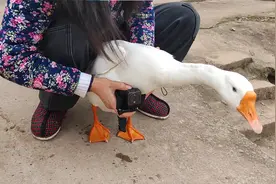 主人给鹅装上摄像头，体验一把鹅的世界，结果大白鹅急得直接跳水视频封面