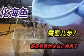 将海鱼淡化放在淡水养需要几步？海鱼淡化第一天，寄居蟹自己换壳视频封面