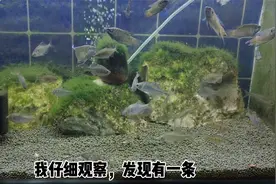 为什么刚到家的观赏鱼，总会鱼鳍溃烂或者分叉，什么原因导致的？视频封面