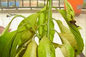 白兰花叶子发黄是什么原因你知道吗？从这几点检查，就能对症下药视频封面