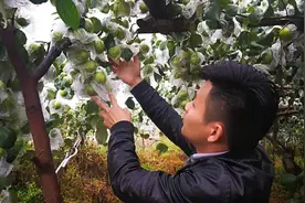 小伙非常时期探访农户果园，封村快递物流停运，28亩水果该怎么办视频封面