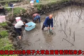 又到了卖鱼苗季节,投放500条筷子大的草鱼苗,1年后看看长多大了视频封面