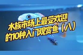 水族市场上最受欢迎的10种入门观赏鱼（八）