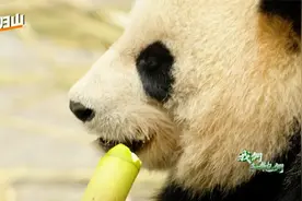 熊猫能有多挑食？竹子必须是2到3年生，不然宁可饿着也不吃视频封面