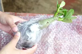 这样一棵沙漠玫瑰，不到10块钱，还送了生根粉和复合肥，良心！视频封面