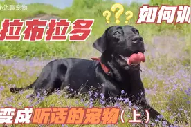 如何训练拉布拉多犬成为听话的宠物？视频封面