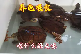 气温逐渐的升高了，龟的吃食量变大了，你觉得喂什么比较好？视频封面