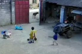 广西一6岁男孩为保护两妹妹，手持棍吓走牛犊，事后关门贴心安慰视频封面
